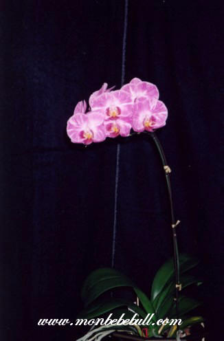 Phalaenopsis 5.jpg